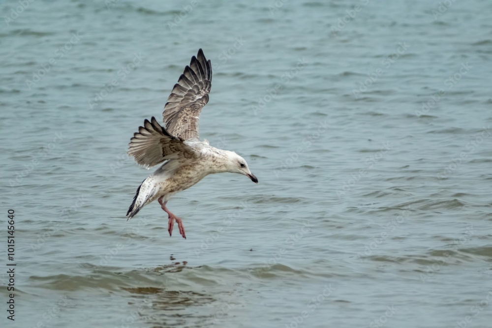 seagull lands in the sea seagull lands in the sea