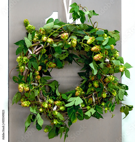 Autumnal door wreath decorated with fresh wild hop branches with leaves and umbels photo