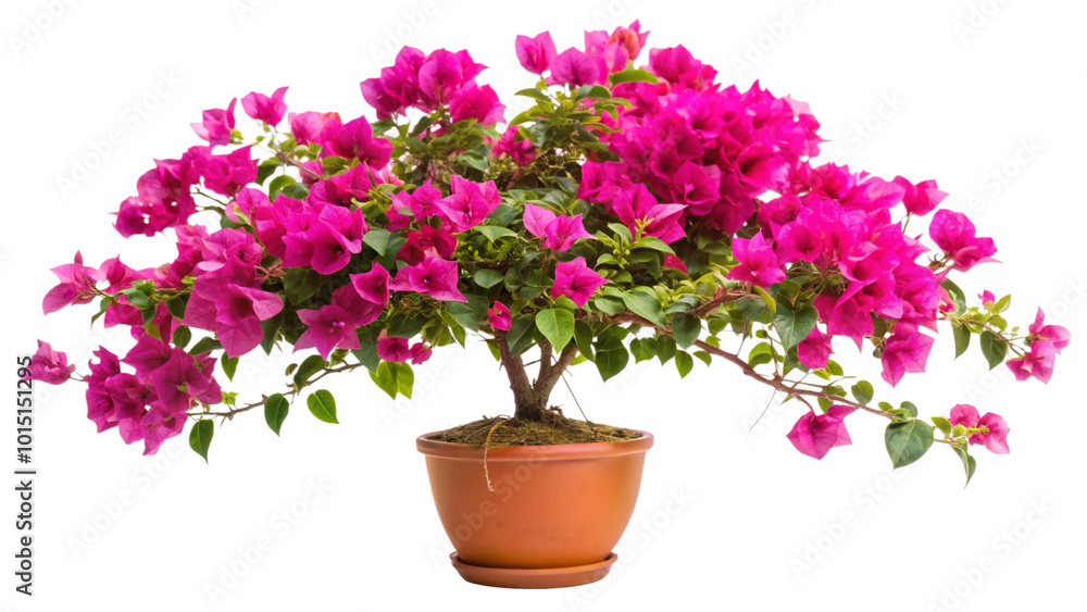 Creeping flowering plant Bougainvillea isolated on white or transparent background Creeping flowering plant Bougainvillea isolated on white or transparent background