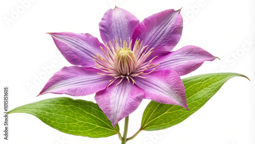 Creeping flowering plant Clematis isolated on white background