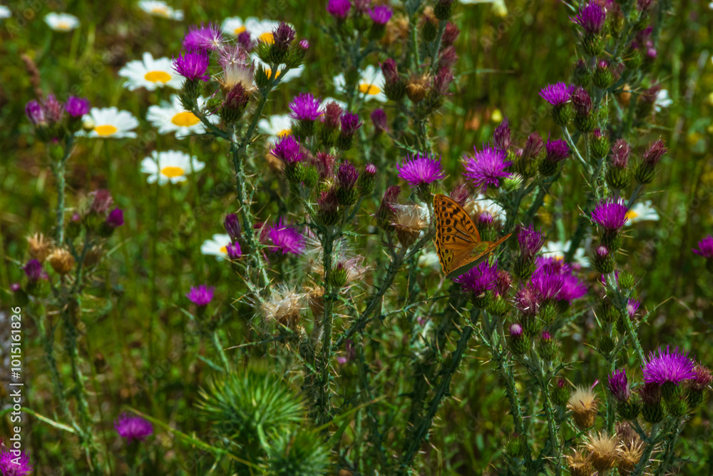 Obraz premium photographs of beautiful flower landscapes