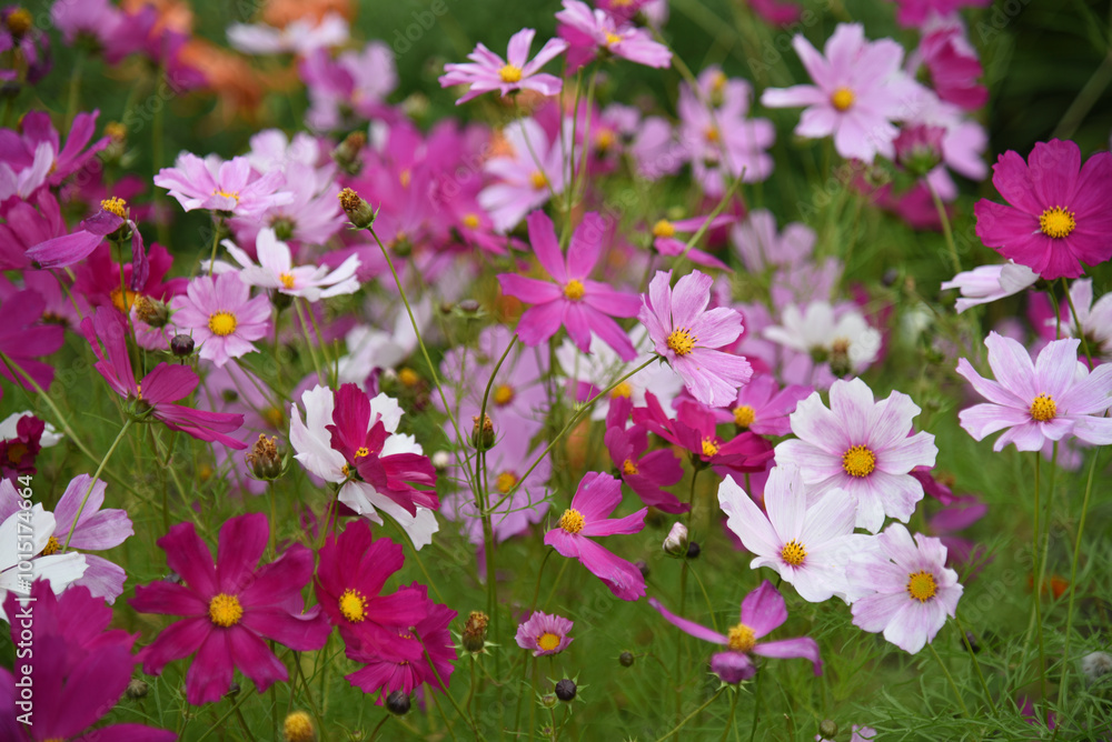 Cosmos bipinnatus. Light pink and white flowers on a green background. Cosmos bipinnatus. Light pink and white flowers on a green background.