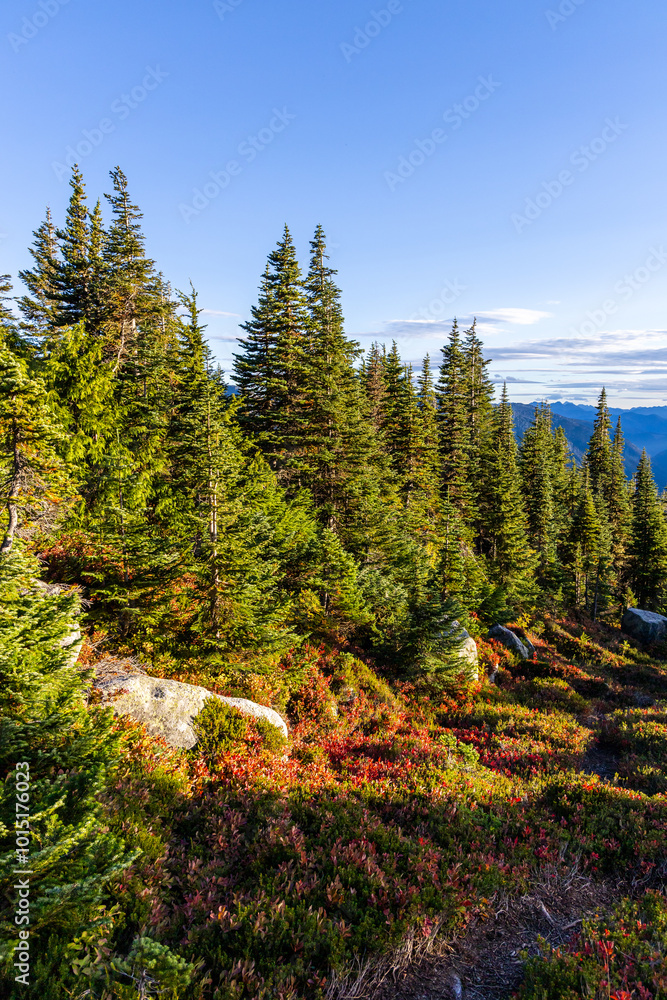 Fototapeta premium Scenic View of Evergreen Forest in Hope, BC, Canada Under Clear Blue Skies