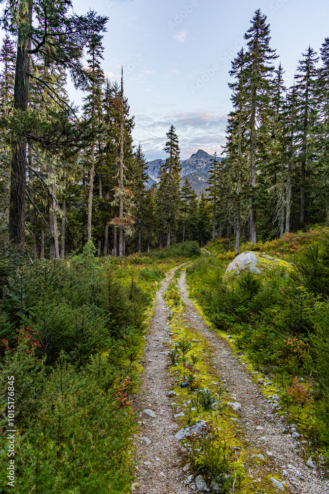 Fototapeta premium Scenic Forest Trail in Hope, BC, Canada with Mountain View and Lush Greenery