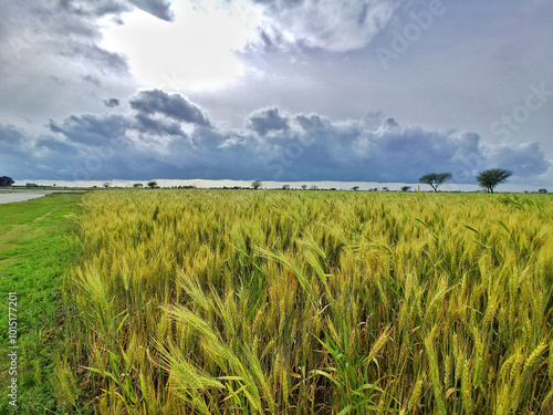 Vibrant agricultural plains fields landscapes of Pakistan.

These fertile plains of Indus River Basin highlight the rich farming traditions and abundant harvests central to Pakistan’s economy.