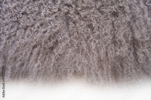 Fotografie Soft texture of a Mongolian sheepskin fur coat in grey tones