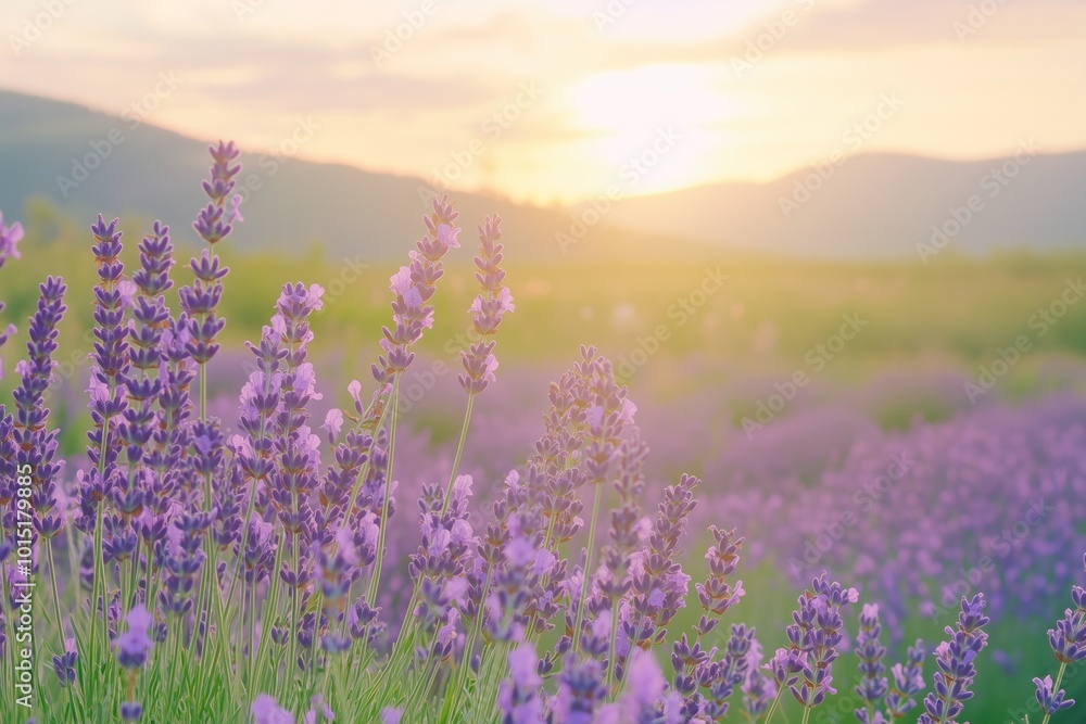 Fototapeta premium Lavender field at sunset with golden light illuminating serene purple flowers in a tranquil rural landscape