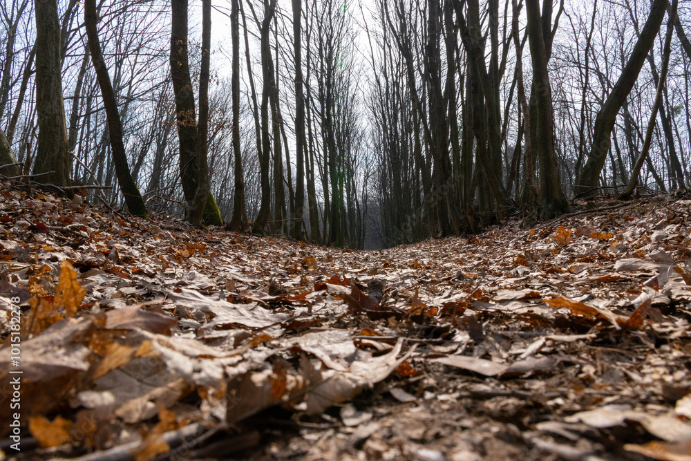 autumn in the forest autumn in the forest
