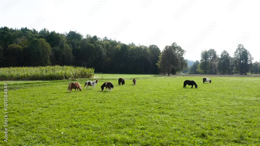 A herd of ponies calmly grazing on a grassy field beside a cornfield, surrounded by lush forest. This tranquil farm scene captures the essence of rural life in the countryside. A herd of ponies calmly grazing on a grassy field beside a cornfield, surrounded by lush forest. This tranquil farm scene captures the essence of rural life in the countryside.