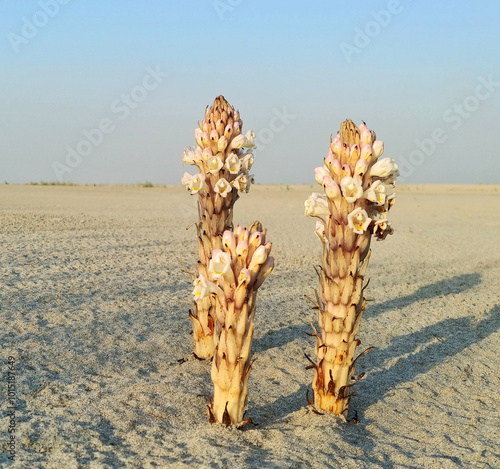Cistanche tubulosa known as Desert Hyacinth or Yellow Broomrape thrives in arid environments, parasitic plant valued for its medicinal uses, adds biodiversity to Pakistan arid habiats