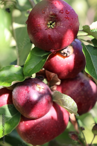 Red juicy apples on the sun with drops of water after the rain 