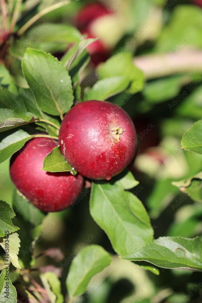 Red juicy apples on the sun with drops of water after the rain Red juicy apples on the sun with drops of water after the rain