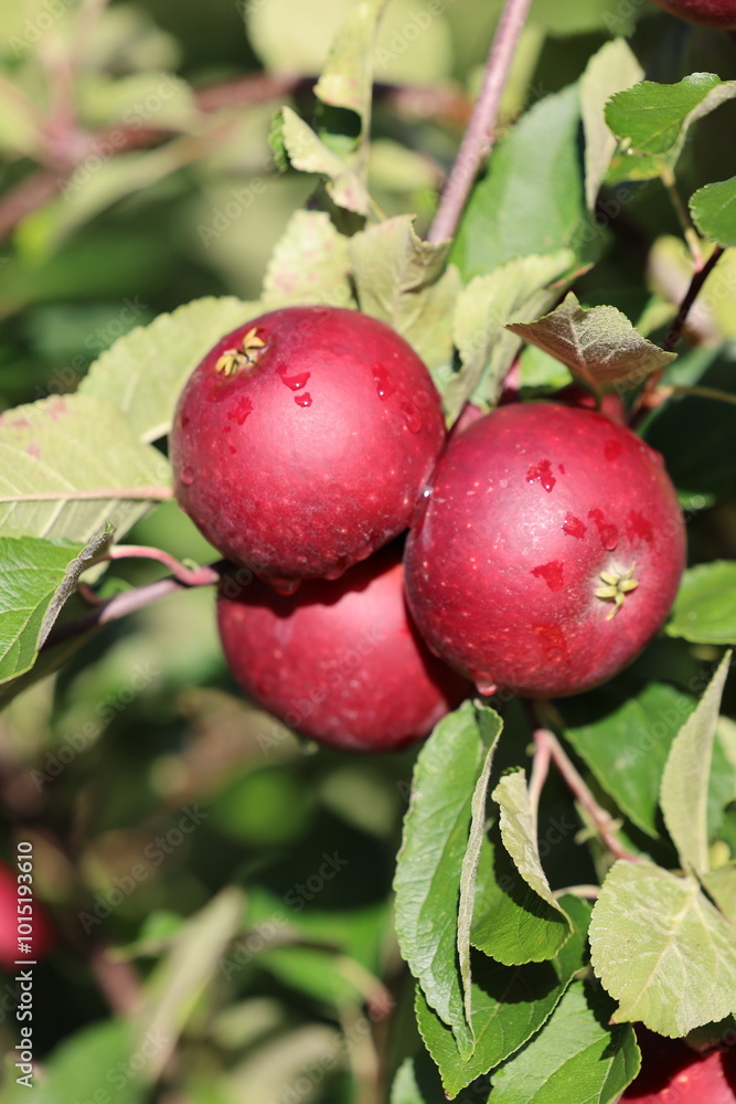 Red juicy apples on the sun with drops of water after the rain Red juicy apples on the sun with drops of water after the rain