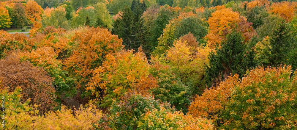 Autumn, autumn trees from above, colorful leaves, autumn colorful banner Autumn, autumn trees from above, colorful leaves, autumn colorful banner
