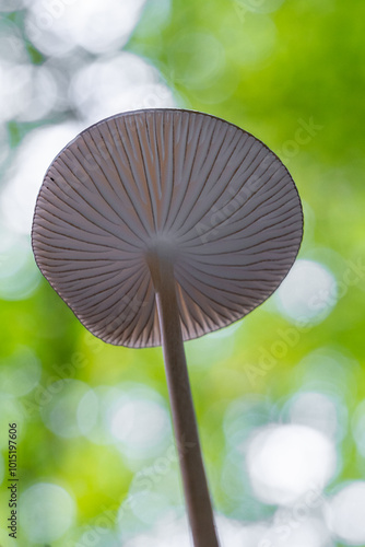 Entdecken Sie die faszinierende Welt der europäischen Pilze Aufgenommen im Wald, einzeln und in Gruppen, aus einzigartigen Blickwinkeln, auch von unten. Perfekt für Naturfreunde photo