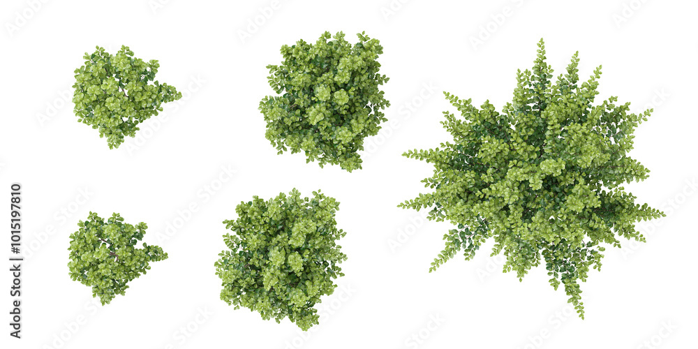 3d rendering of Closeup Bullet Wood trees on transparent background from top view 3d rendering of Closeup Bullet Wood trees on transparent background from top view