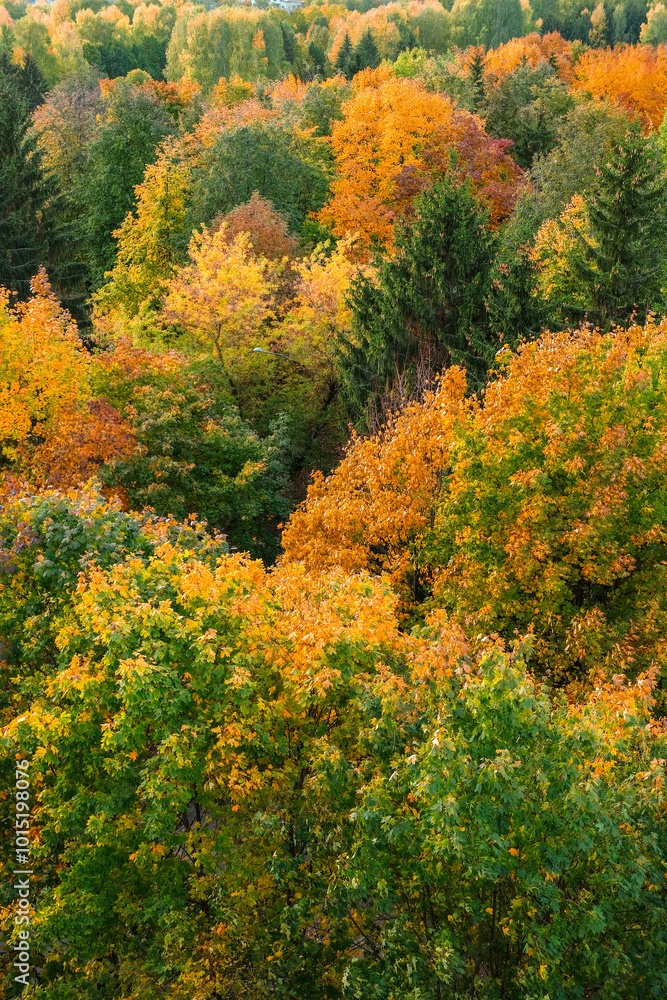 Autumn, autumn trees from above, colorful leaves, autumn colorful banner Autumn, autumn trees from above, colorful leaves, autumn colorful banner