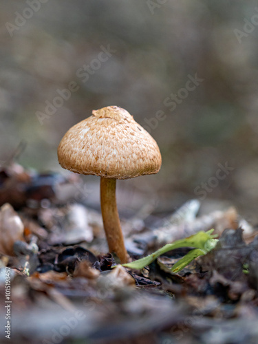 Entdecken Sie die faszinierende Welt der europäischen Pilze Aufgenommen im Wald, einzeln und in Gruppen, aus einzigartigen Blickwinkeln, auch von unten. Perfekt für Naturfreunde photo