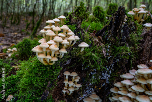 Entdecken Sie die faszinierende Welt der europäischen Pilze Aufgenommen im Wald, einzeln und in Gruppen, aus einzigartigen Blickwinkeln, auch von unten. Perfekt für Naturfreunde photo