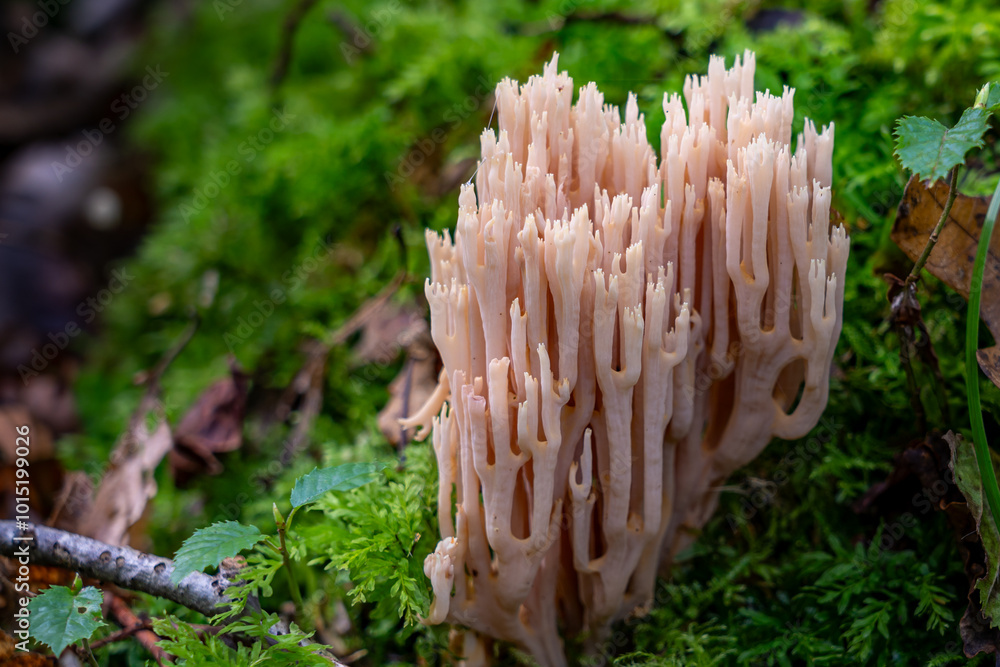 Entdecken Sie die faszinierende Welt der europäischen Pilze Aufgenommen im Wald, einzeln und in Gruppen, aus einzigartigen Blickwinkeln, auch von unten. Perfekt für Naturfreunde Entdecken Sie die faszinierende Welt der europäischen Pilze Aufgenommen im Wald, einzeln und in Gruppen, aus einzigartigen Blickwinkeln, auch von unten. Perfekt für Naturfreunde