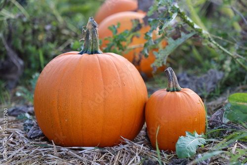 Pumpkin, Pumpkins on the field in autumn