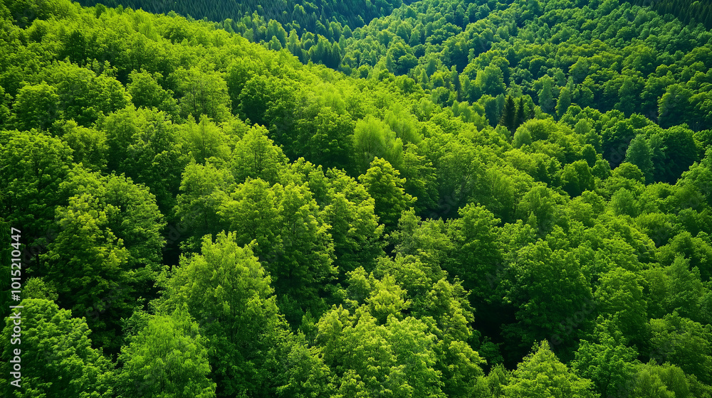 Fototapeta premium A lush green forest canopy seen from above.