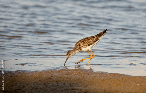 The lesser yellowlegs (Tringa flavipes) looking for food in shallow water lake Michigan. photo