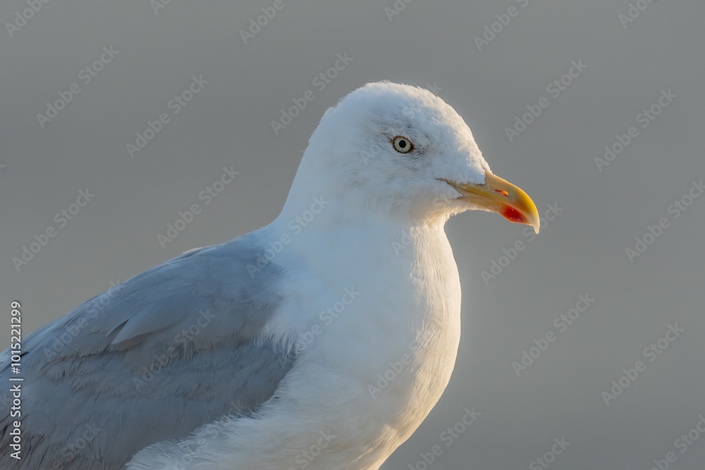 Portrait of a herring gull (Larus argentatus) in the cliffs of the Atlantic Ocean Portrait of a herring gull (Larus argentatus) in the cliffs of the Atlantic Ocean