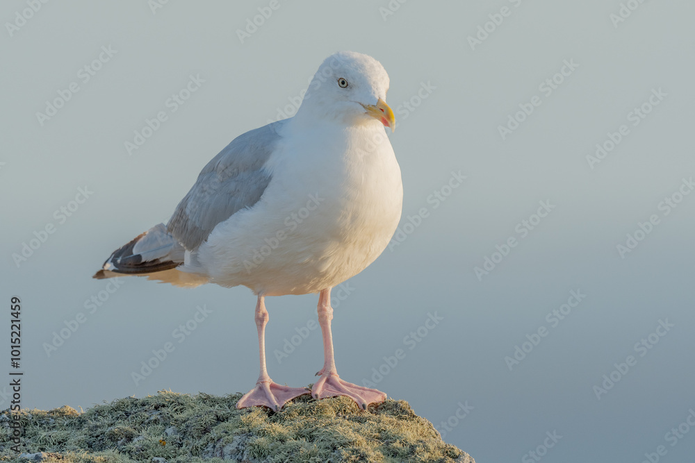 Naklejka premium Herring gull (Larus argentatus) resting on a rock.