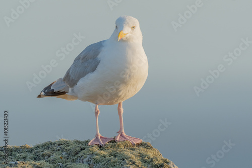 Herring gull (Larus argentatus) resting on a rock.