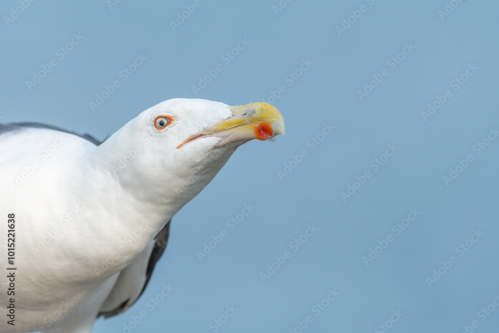 Lesser Black-backed Gull (Larus fuscus) portrait in a port on the Atlantic coast. Lesser Black-backed Gull (Larus fuscus) portrait in a port on the Atlantic coast.
