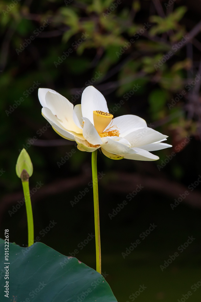 Fototapeta premium Whie Lotus Flower with Unopened Bud