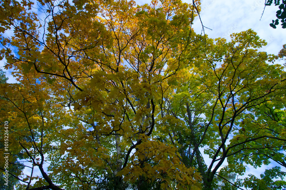 Obraz premium the crowns of autumn maple trees against the blue sky. The picture was taken in autumn in the forest, landscape