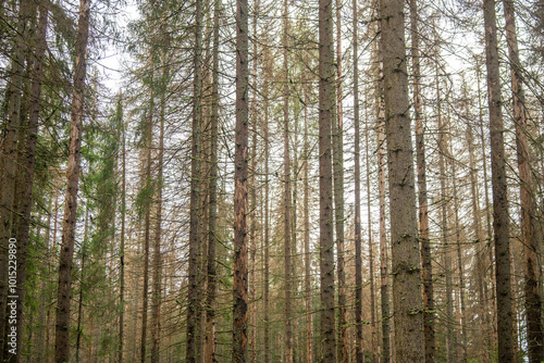 The death of a pine forest from a pest beetle.Dry forest in the reserve.An environmental disaster.The death of ancient trees.