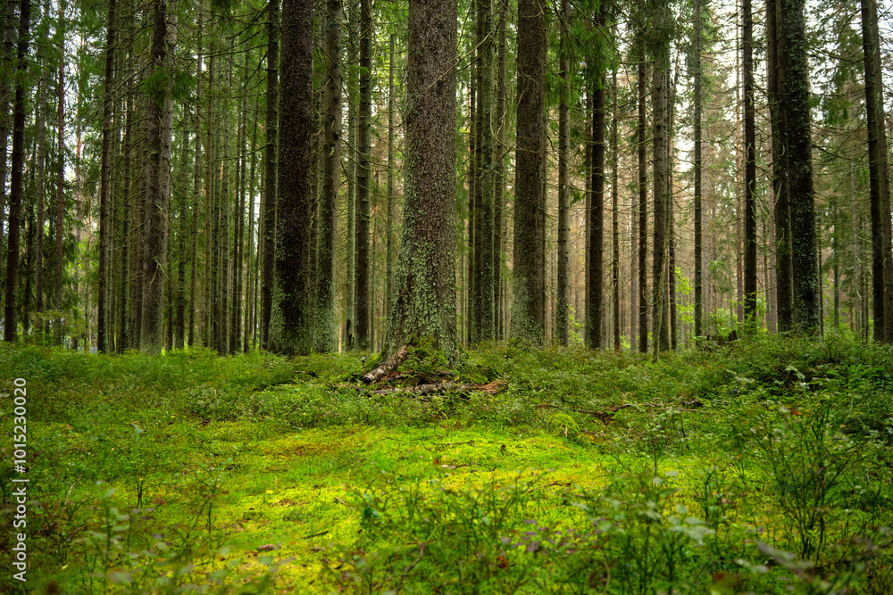 Fototapeta premium Pine forest.Evergreen light coniferous forest.Reserve.Oxygen production in nature.Lots of trees.Green moss.