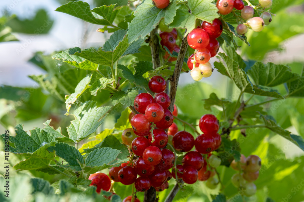 Red ripe currants on the branches of a bush in the garden. Red ripe currants on the branches of a bush in the garden.