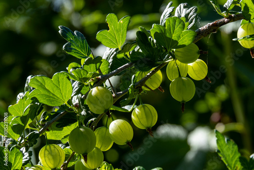 Green gooseberry bush, green gooseberry berries on the branches of the bush