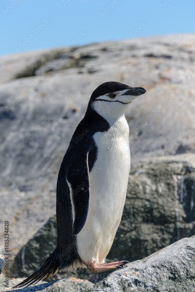 Obraz premium Chinstrap penguin on the beach in Antarctica close up