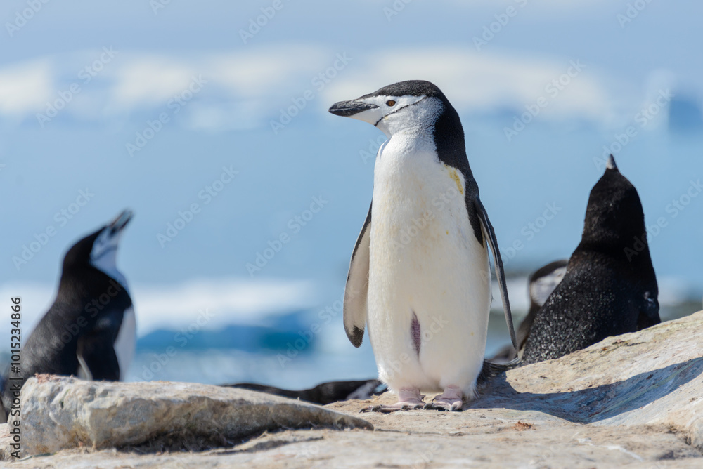 Obraz premium Chinstrap penguin on the beach in Antarctica