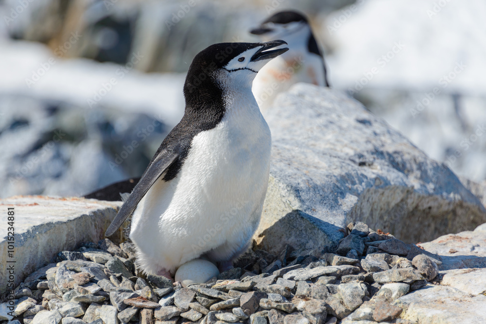 Fototapeta premium Chinstrap penguin with egg on the beach in Antarctica