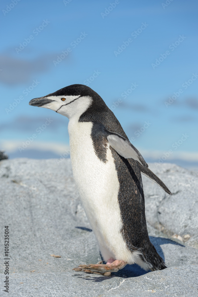 Fototapeta premium Chinstrap penguin on the beach in Antarctica
