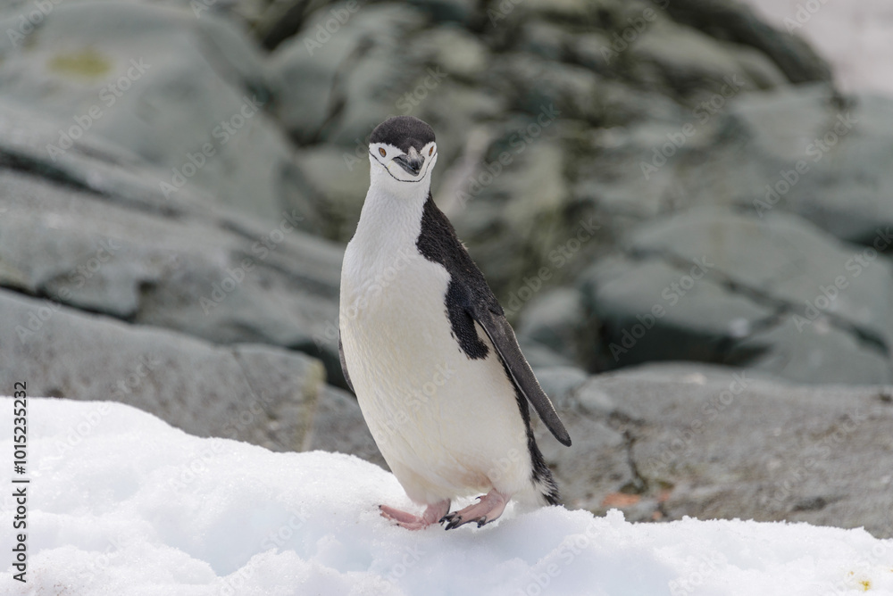 Obraz premium Chinstrap penguin on the snow in Antarctic