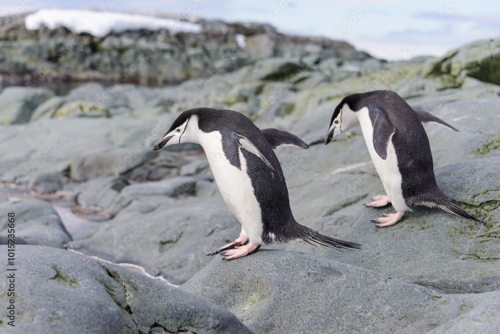 Obraz premium Chinstrap penguin on the snow in Antarctic