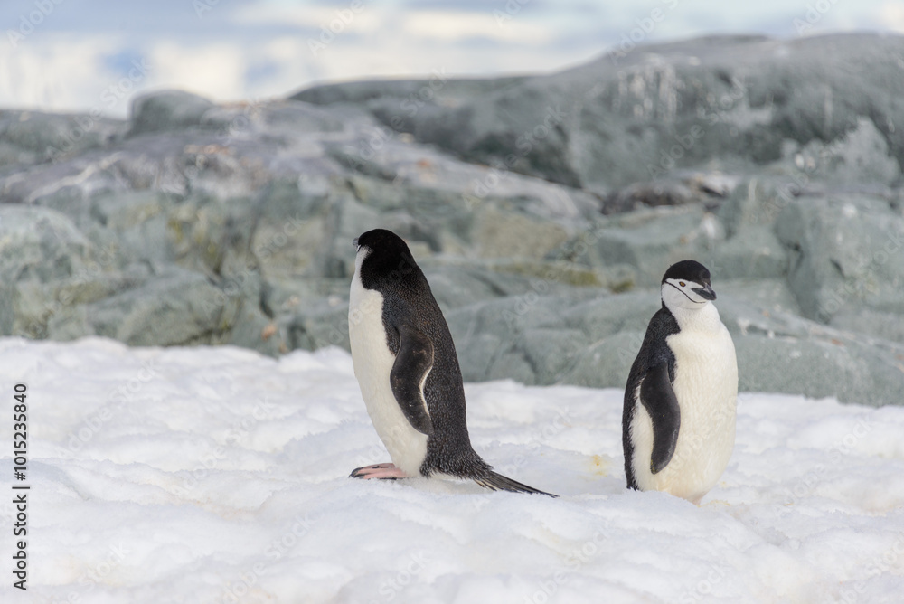 Obraz premium Gentoo penguin on the snow in Antarctic