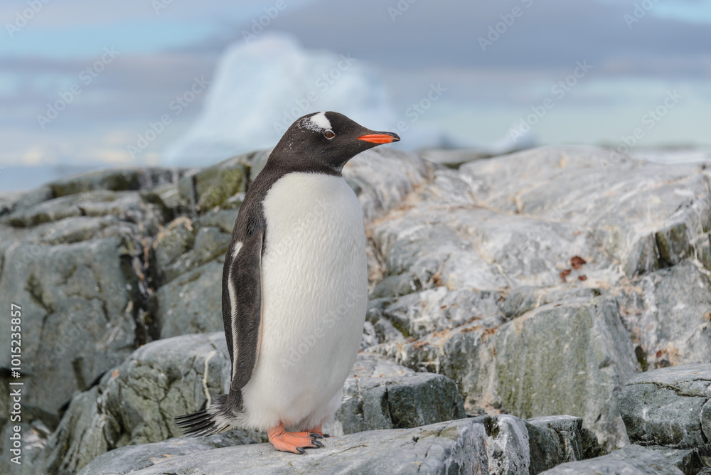 Obraz premium Gentoo penguin on the snow in Antarctic