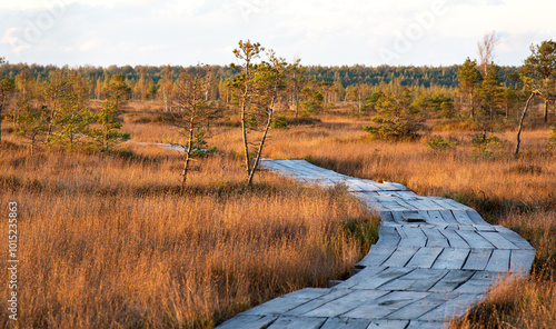 Swamp evening landscape. Belarusian swamps are the lungs of Europe. Ecological reserve 