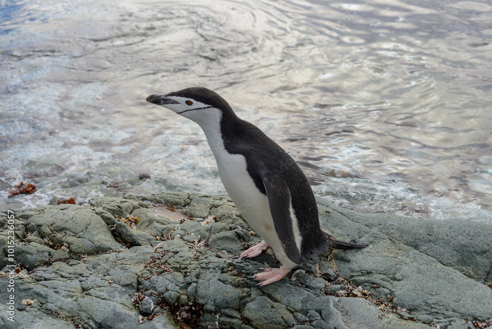 Naklejka premium Chinstrap penguin on the snow in Antarctic