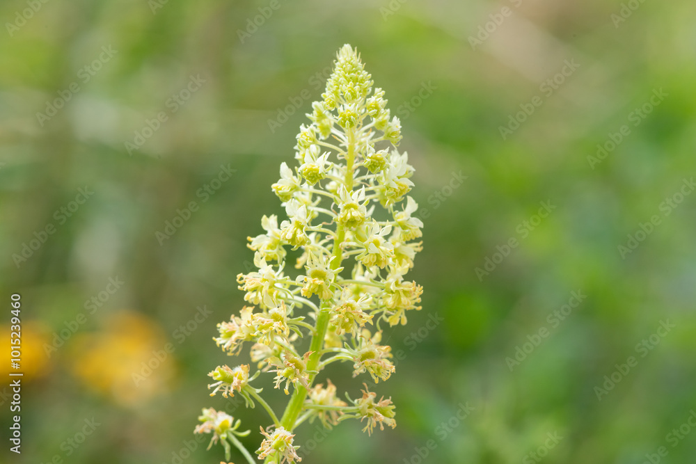 Close up of yellow mignonette (reseda lutea) flowers in bloom Close up of yellow mignonette (reseda lutea) flowers in bloom