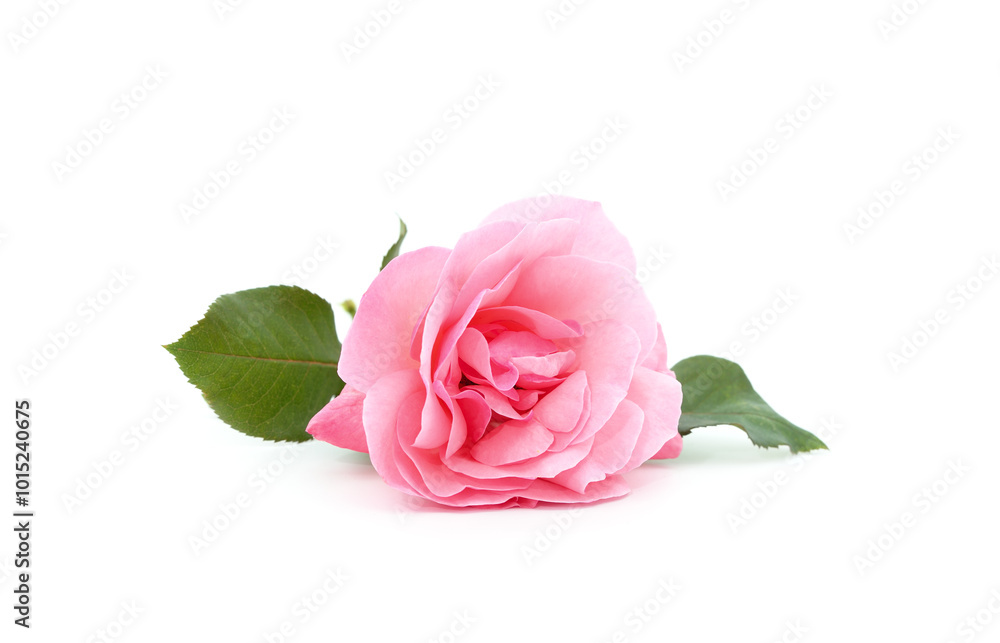 Beautiful pink rose. Beautiful pink rose.