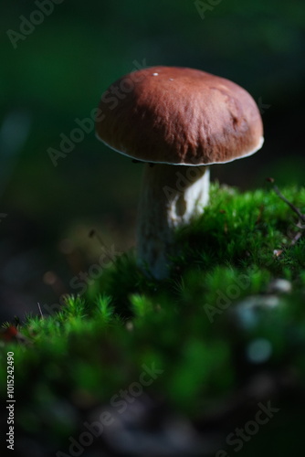 Levitating porcini mushrooms isolated on white background. Boletus mushrooms on a white background. Package design element.